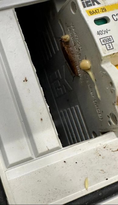 Гелевая обработка от тараканов